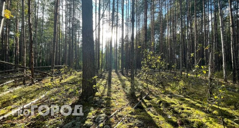Фото к статье: МЧС предупредило нижегородцев об особой опасности в лесах