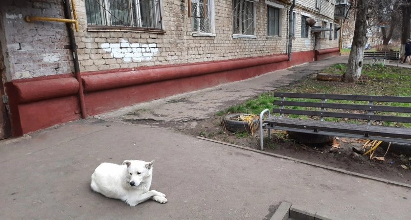 Фото к статье: Никитин о законопроекте об усыплении собак: "Мы не поддерживали инициативу"