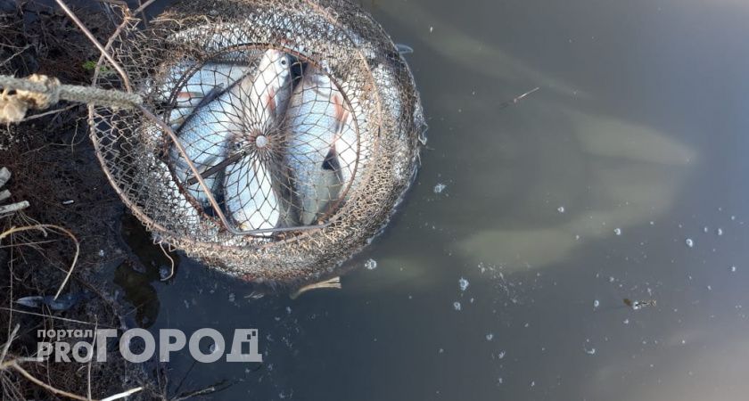 Нижегородский рыбак защищал свой улов и загремел в больницу с переломом