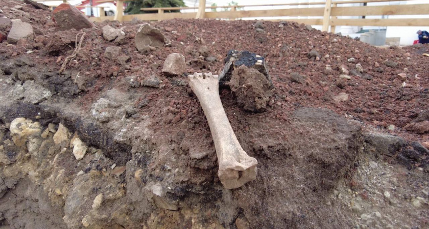 На раскопках площади в Арзамасе обнаружили останки домашних животных