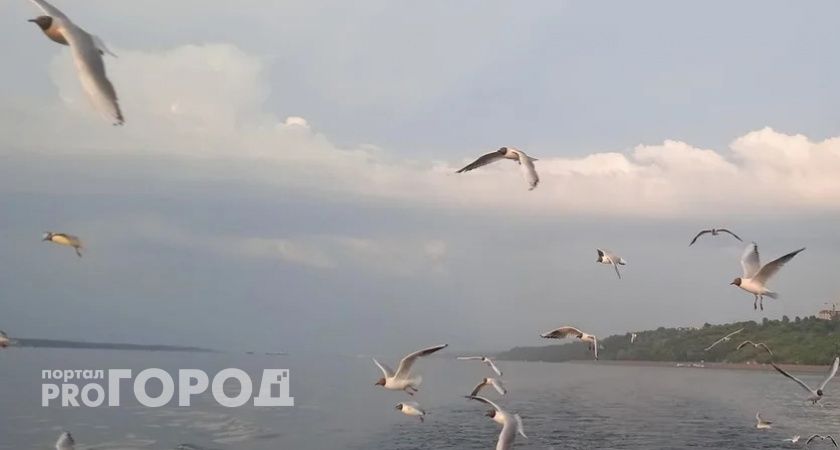 В Нижегородскую область прилетели больные чайки