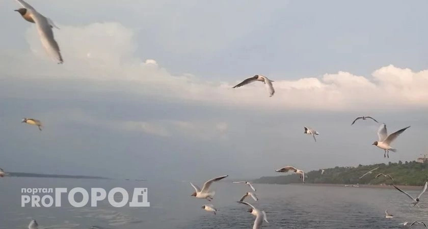 Фото к статье: В Нижегородскую область прилетели больные чайки
