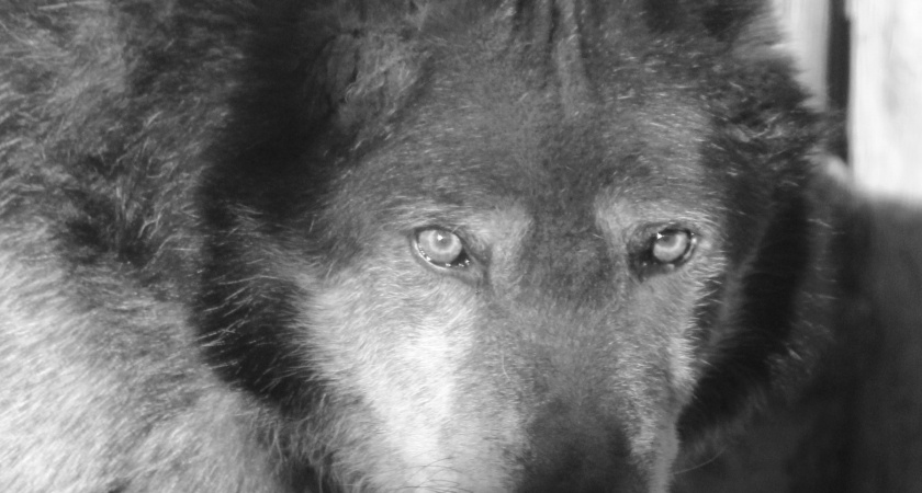 Старый волк нижегородского зоопарка скончался после смерти возлюбленной