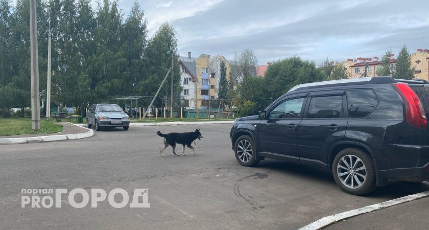 Вспышку бешенства зафиксировали в Чкаловске