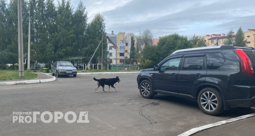 Фото к статье: Вспышку бешенства зафиксировали в Чкаловске