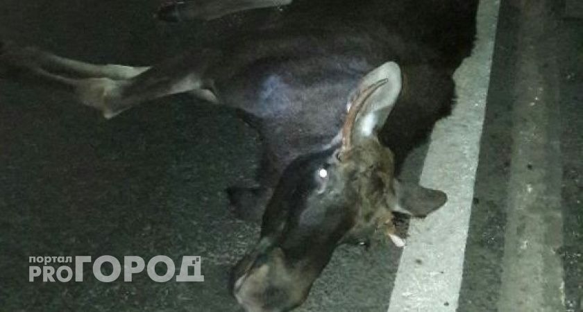 На трассе в Нижегородской области водитель задавил лося и погиб сам 