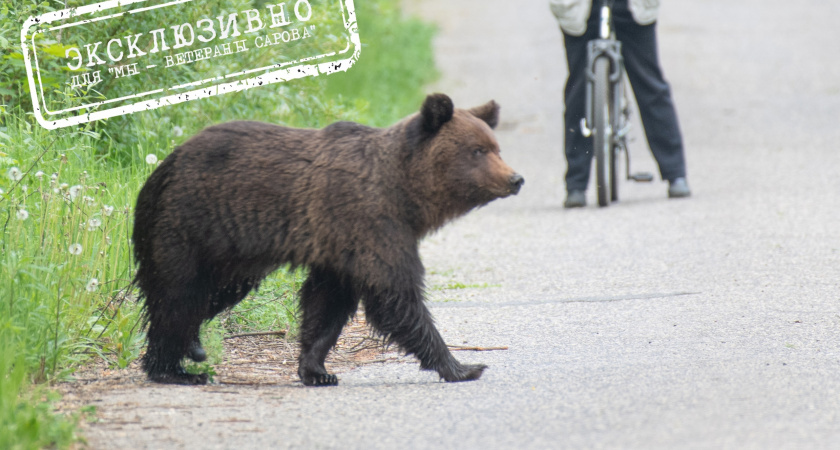 Лесники следят за вышедшим к жителям Сарова медведем: "Сам избегает людей" 