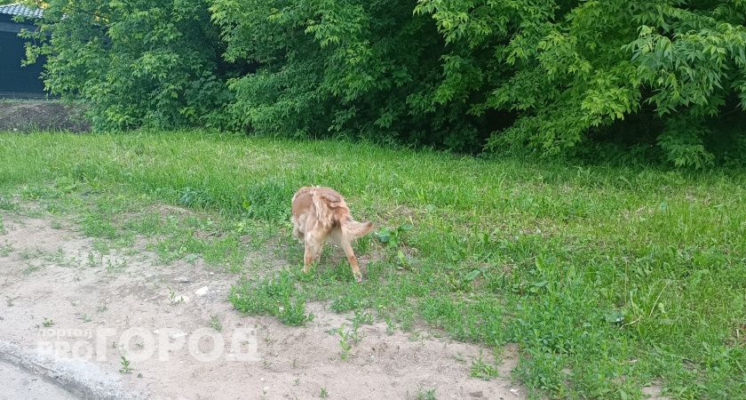 Бешеная собака покусала своих хозяев в Нижегородской области