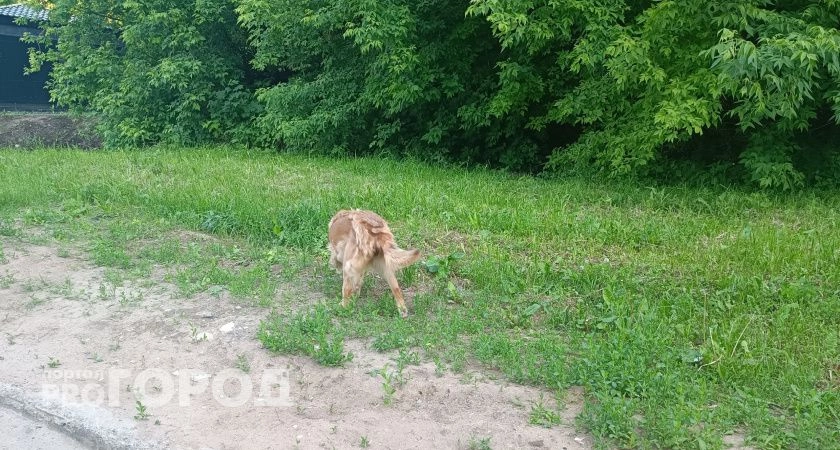 Фото к статье: Бешеная собака покусала своих хозяев в Нижегородской области