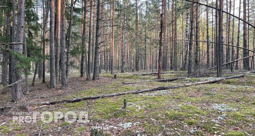 Вальщика леса убило суком в Ковернинском районе