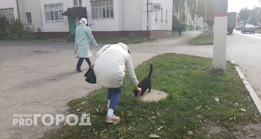 Бешеную кошку поймали в Нижегородской области