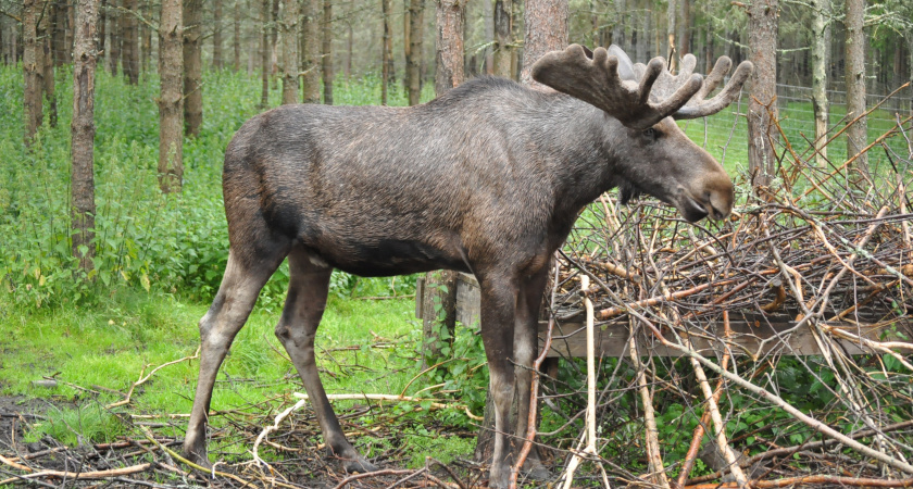 Жителю Нижегородской области грозит два года за убийство самки лося