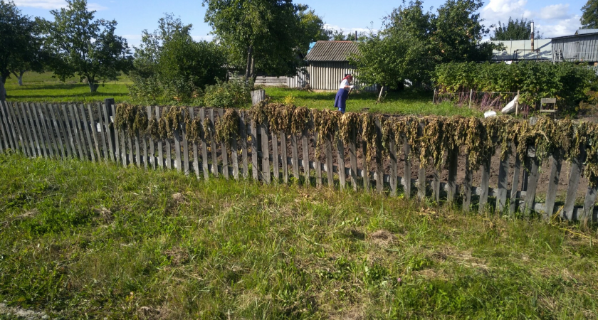 Запомните эти пять удобрений и применяйте очень осторожно, иначе урожаю конец