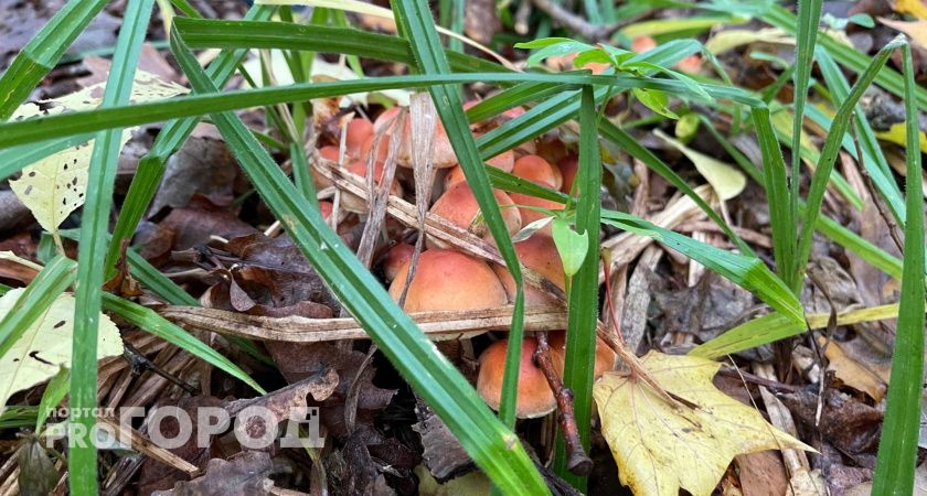 Четырехлетняя девочка попала в реанимацию, отравившись ядовитыми грибами в Лукоянове