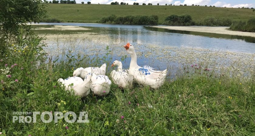 На нижегородской акватории Волги стремительно распространяется птичий вирус