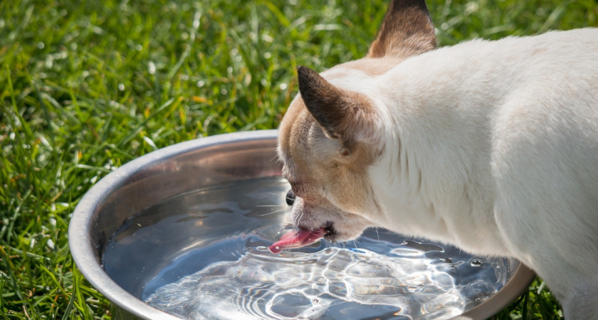 Нижегородка атаковала падшую дочь собачьей миской