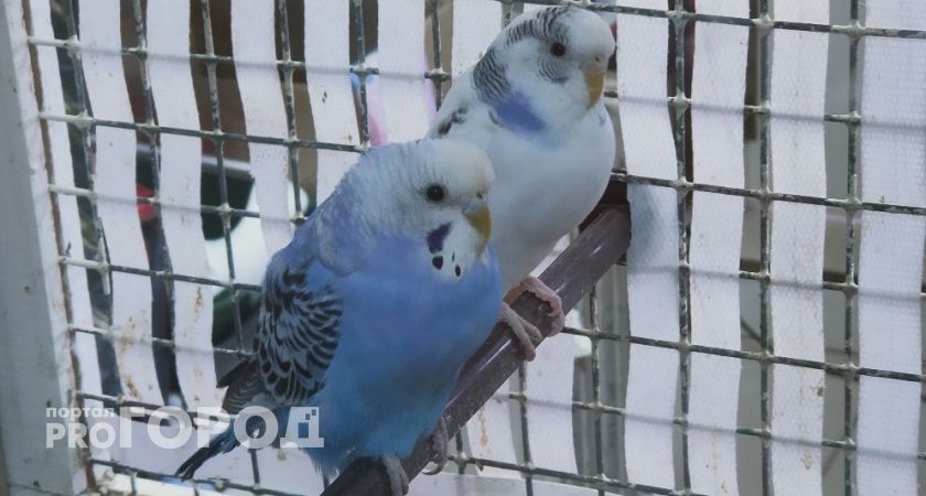 Любовь к попугаям лишила нижегородку полсотни тысяч рублей