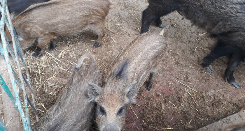 Вспышка африканской чумы кабанов снова зафиксирована в Нижегородской области