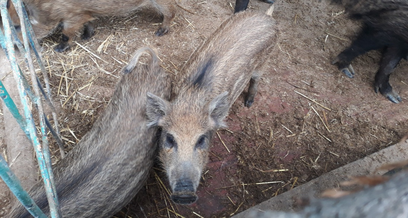 Новый очаг африканской чумы: еще в один район Нижегородской области придут за свиньями