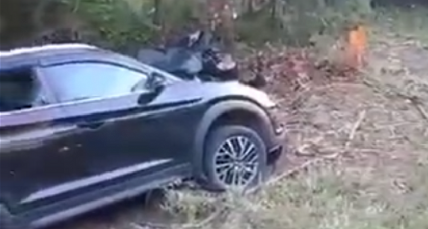 ДТП с лосем произошло на трассе Нижний Новгород - Йошкар-Ола: есть пострадавшие