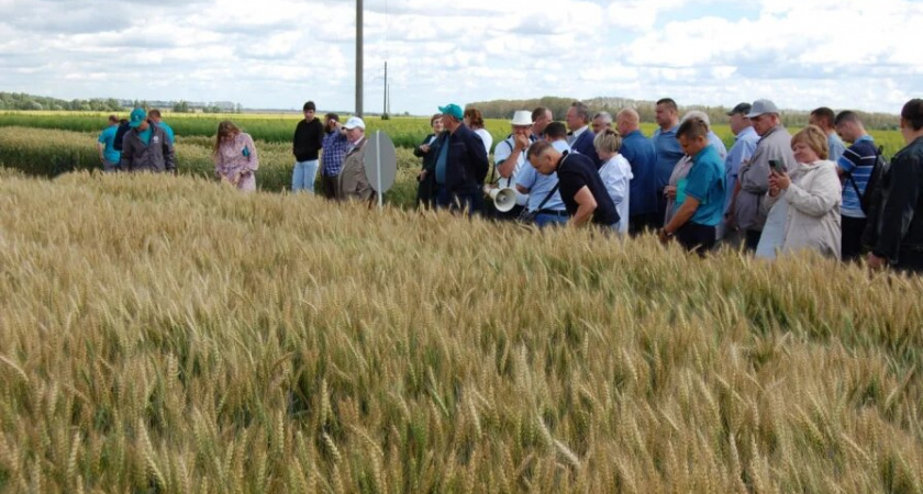 Новый сорт пшеницы вывели к юбилею Пушкина в Нижегородской области