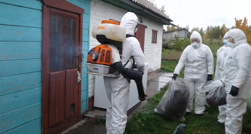 Фото к статье: У нижегородца нашли больную чумой свинью и объявили карантин