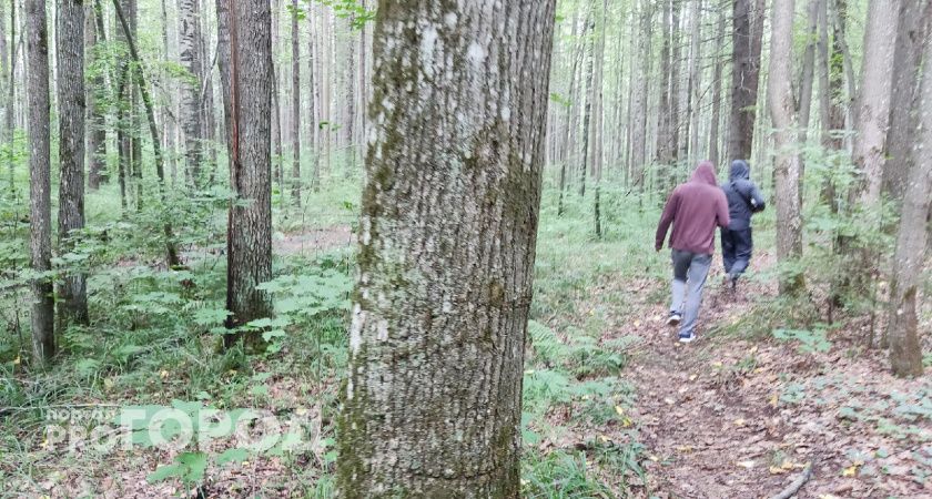Более 160 грибников и ягодников пропали в нижегородских лесах с начала лета