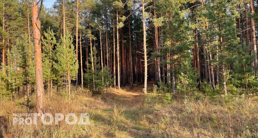 Вальщика леса убило упавшее дерево в Нижегородской области