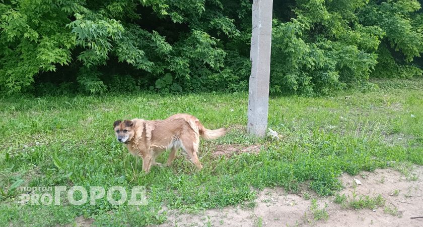 Борского врача покусала собака во время визита к больному