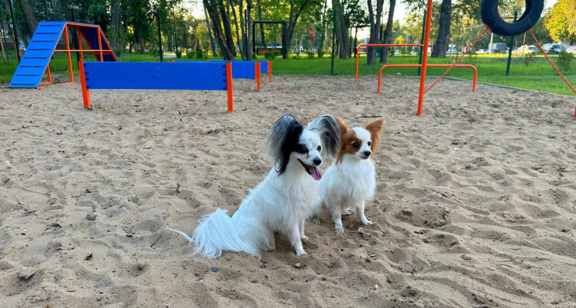 Для жителей микрорайона Северный установили площадку для выгула собак