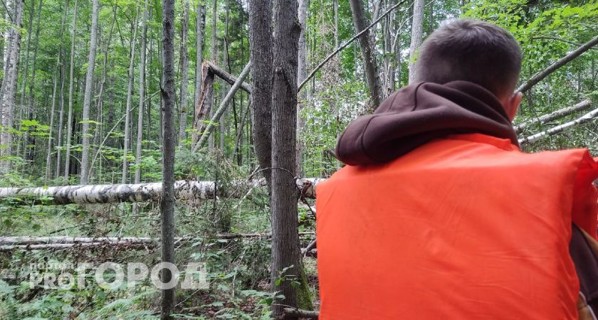 Нижегородский предприниматель незаконно нарубил сосен на полмиллиона и отказался платить