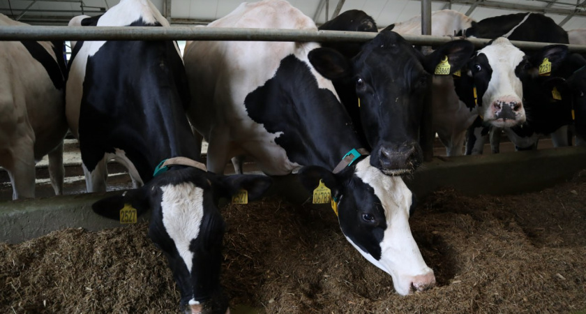 На ферме за 3 миллиарда в Нижегородской области планируют разводить породистых коров