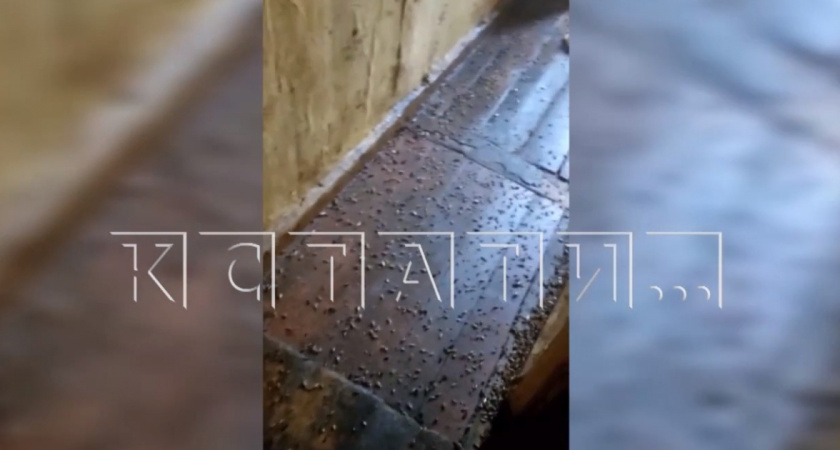 "Никогда такого не видели": дезинсекторы ужаснулись "ковру" из тысяч тараканов в доме нижегородца