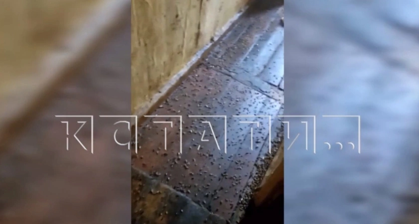Фото к статье: "Никогда такого не видели": дезинсекторы ужаснулись "ковру" из тысяч тараканов в доме нижегородца