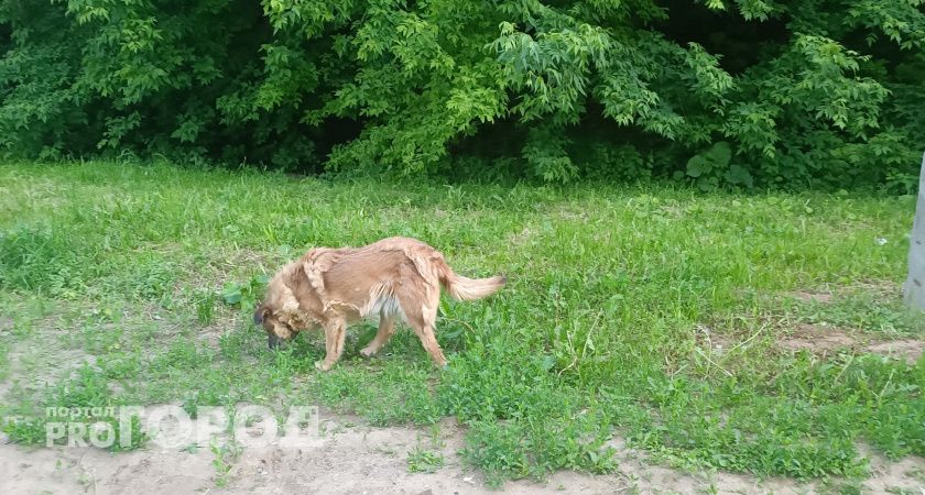 Нижегородского почтальона покусала сорвавшаяся с цепи собака: историю попытались скрыть