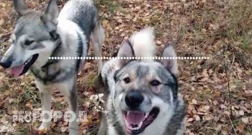 Охотничьи собаки рвали жительницу Вачского района, пока их хозяин спокойно стоял рядом