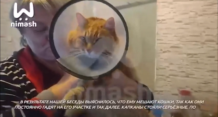 Фото к статье: Нижегородка чуть не лишилась кота из-за соседской ловушки