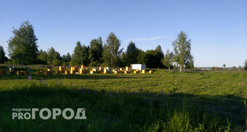 Россельхознадзор выяснил, почему на пасеках в Нижегородской области массово вымерли пчелы