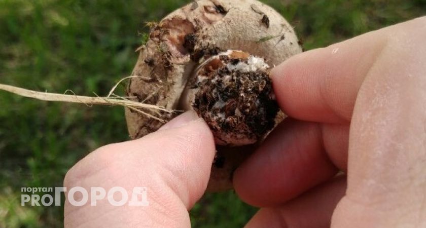 Нижегородские пенсионеры попали в больницу с галлюцинациями, наевшись грибов