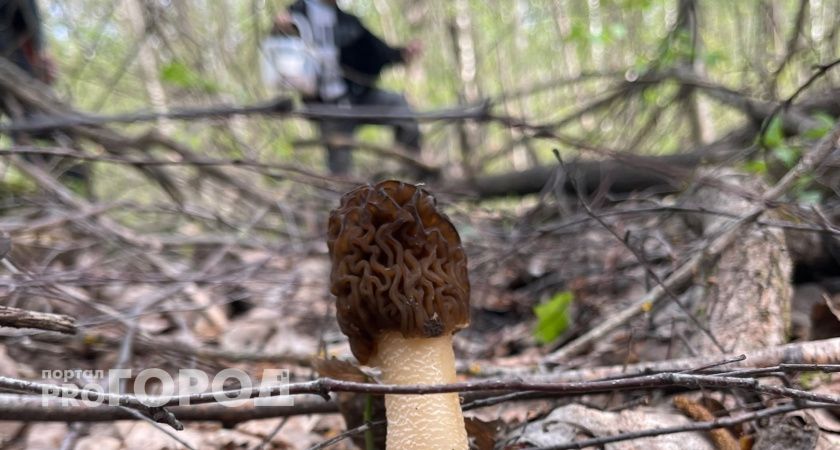 Девять лет тюрьмы и миллионные штрафы: нижегородцев начнут наказывать за сбор "неправильных" грибов