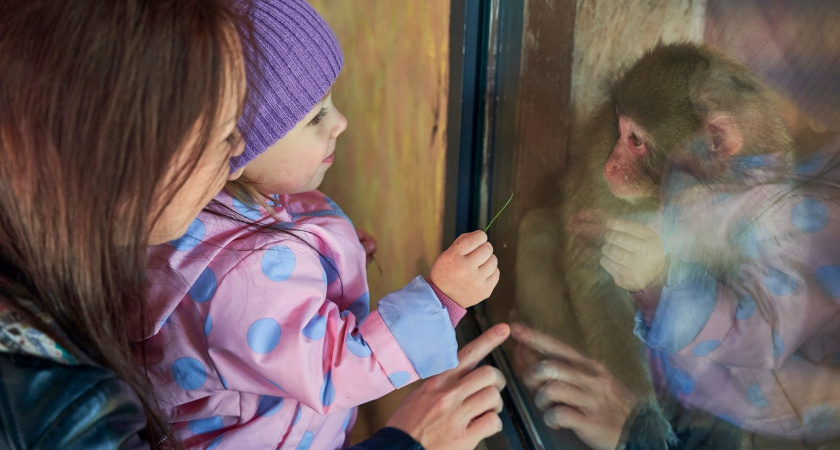 Зоопарк "Лимпопо" один день бесплатно смогут посетить женщины, но при одном условии 