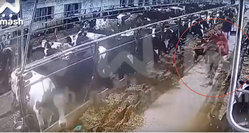 Полиции Богородского района пришлось усмирять дояра, который бегал по коровнику с гранатой