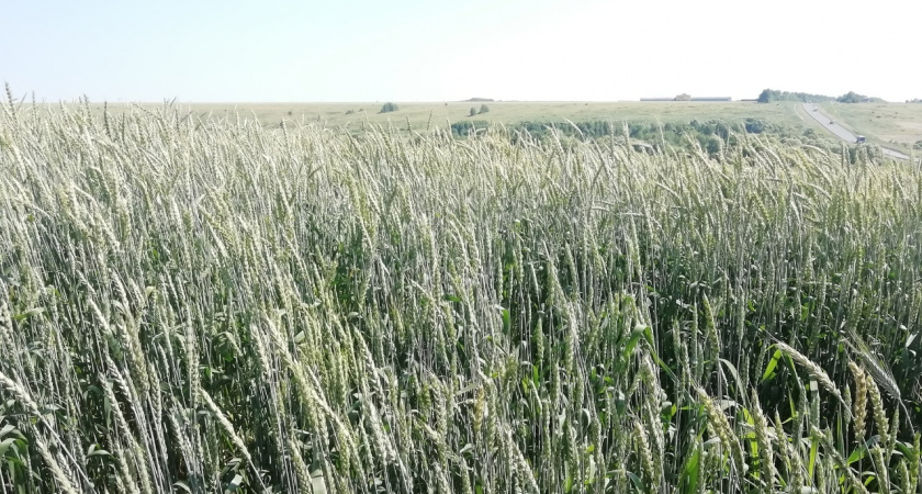 Нижегородских производителей зерновых обогатят из бюджета России на 128 миллионов