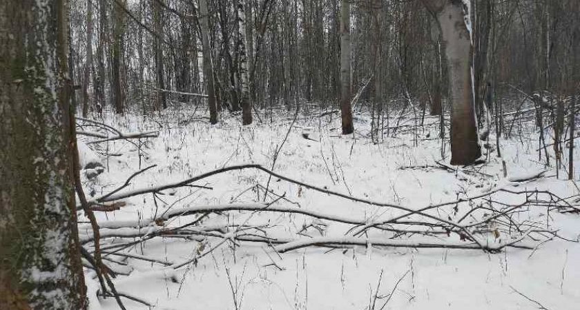 Фото к статье: Двое нижегородцев могут сесть в тюрьму за четыре незаконно срубленных дерева