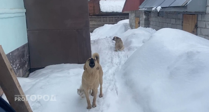 Следователи выясняют все обстоятельства нападения собаки на пенсионерку в Павловском районе