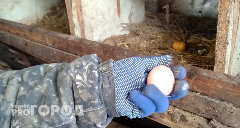 Из-за банкротства птицефабрик производство куриных яиц в Нижегородской области сократилось на 11 %