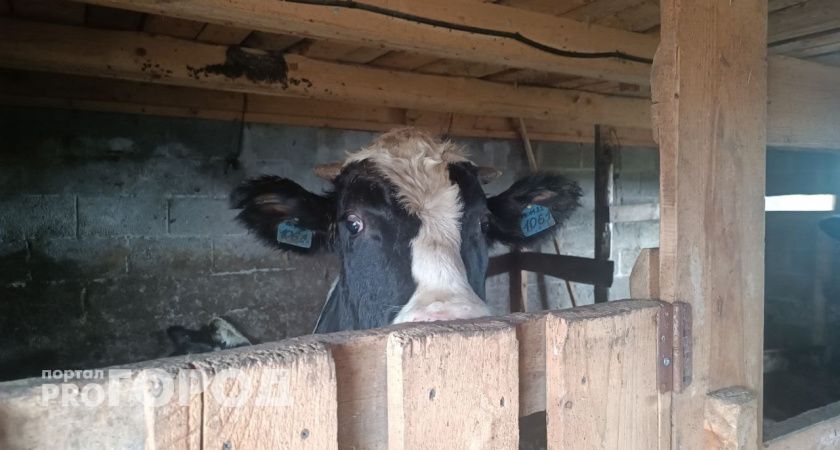 Фермер из Арзамасского района получил тяжелую травму на работе: его ударила корова 