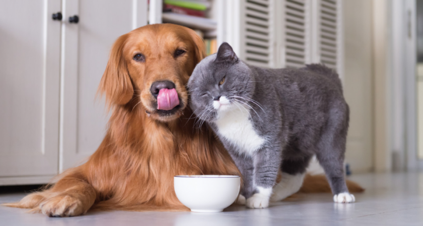 Даже не думайте брать: в премиальном корме для животных обнаружили яд