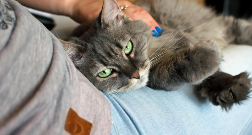 Это любимое кошачье лакомство угробит питомца: вы слишком часто его даете