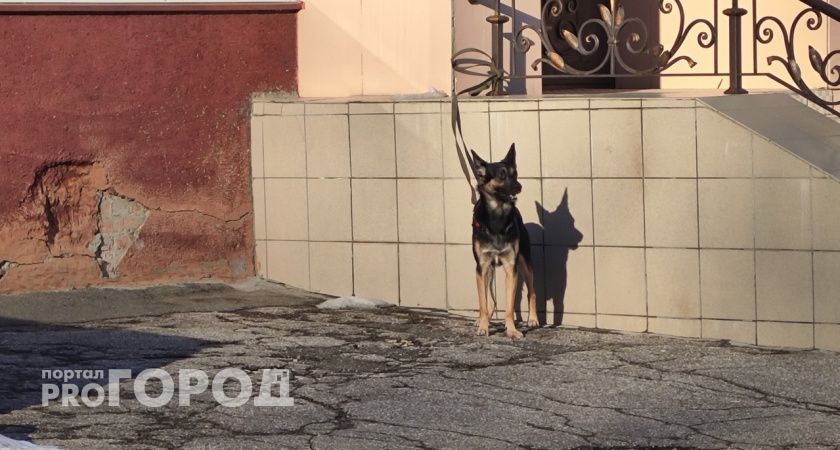 Бешеную собаку обнаружили в Павловском районе 